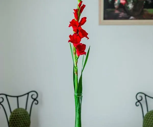 Apartmán Viragos Vendeghaz